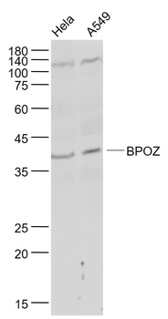 BPOZ Rabbit Polyclonal Antibody