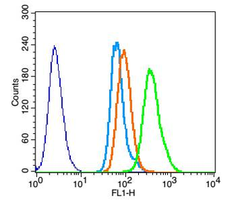 Phospho-Brk (Tyr447) Rabbit Polyclonal Antibody