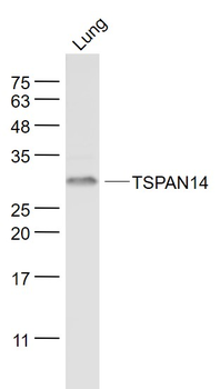 TSPAN14 Rabbit Polyclonal Antibody