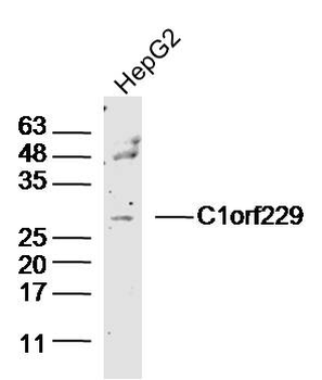 C1orf229 Rabbit Polyclonal Antibody