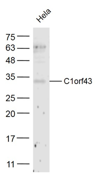 C1orf43 Rabbit Polyclonal Antibody