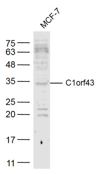 C1orf43 Rabbit Polyclonal Antibody