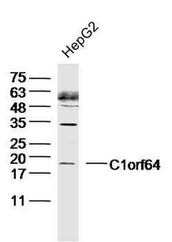 C1orf64 Rabbit Polyclonal Antibody