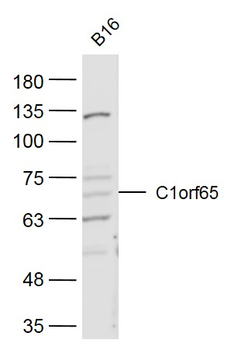 C1orf65 Rabbit Polyclonal Antibody