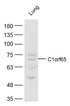 C1orf65 Rabbit Polyclonal Antibody