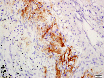 C1QA Rabbit Polyclonal Antibody