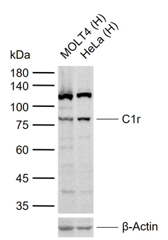 C1r Rabbit Polyclonal Antibody
