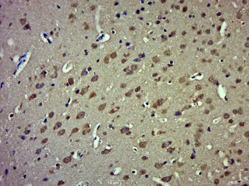 C20orf117 Rabbit Polyclonal Antibody