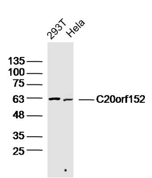 C20orf152 Rabbit Polyclonal Antibody