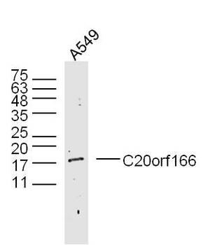 C20orf166 Rabbit Polyclonal Antibody