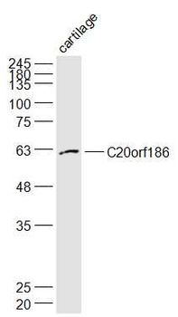 C20orf186 Rabbit Polyclonal Antibody