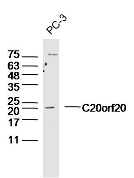C20orf20 Rabbit Polyclonal Antibody