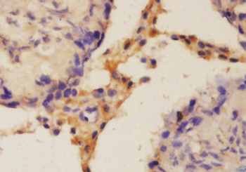 C20orf30 Rabbit Polyclonal Antibody