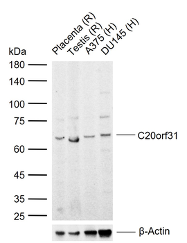 C20orf31 Rabbit Polyclonal Antibody