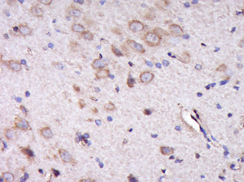 C20orf4 Rabbit Polyclonal Antibody