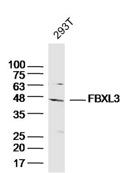 C22orf29 Rabbit Polyclonal Antibody