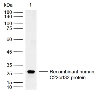 C22orf32 Rabbit Polyclonal Antibody