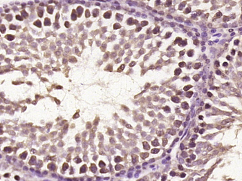 C22orf43 Rabbit Polyclonal Antibody