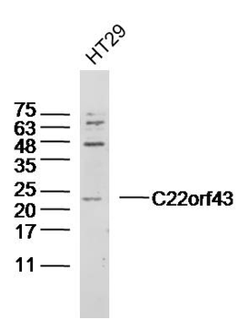 C22orf43 Rabbit Polyclonal Antibody