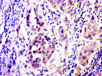 C3orf23 Rabbit Polyclonal Antibody