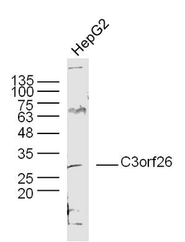 C3orf26 Rabbit Polyclonal Antibody