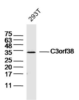 C3orf38 Rabbit Polyclonal Antibody