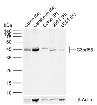 C3orf58 Rabbit Polyclonal Antibody