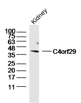 C4orf29 Rabbit Polyclonal Antibody
