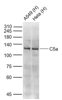 C5a Rabbit Polyclonal Antibody