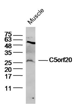 C5orf20 Rabbit Polyclonal Antibody