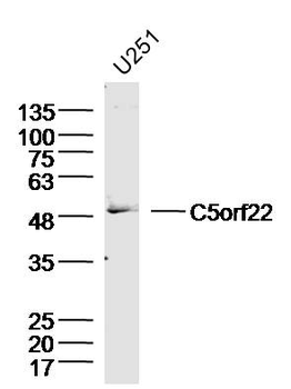 C5orf22 Rabbit Polyclonal Antibody