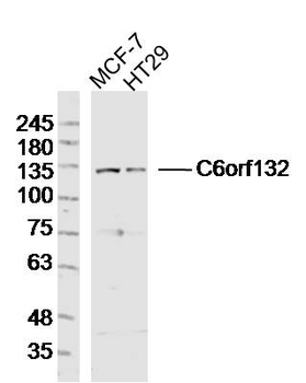 C6orf132 Rabbit Polyclonal Antibody