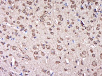 C6orf136 Rabbit Polyclonal Antibody