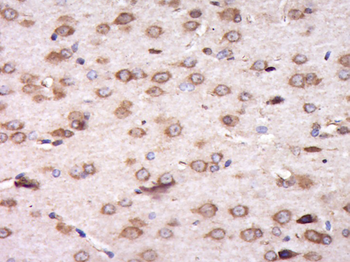 C6orf145 Rabbit Polyclonal Antibody