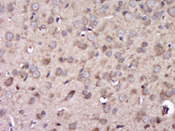 C6ORF154 Rabbit Polyclonal Antibody