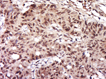 C6orf211 Rabbit Polyclonal Antibody