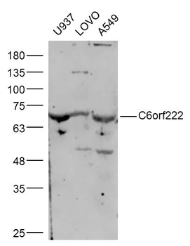 C6orf222 Rabbit Polyclonal Antibody