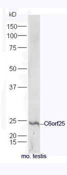 C6orf25 Rabbit Polyclonal Antibody