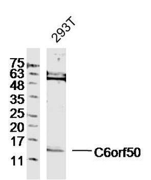 C6orf50 Rabbit Polyclonal Antibody