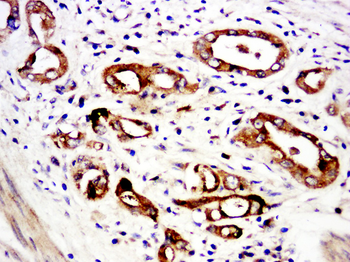 C6orf52 Rabbit Polyclonal Antibody