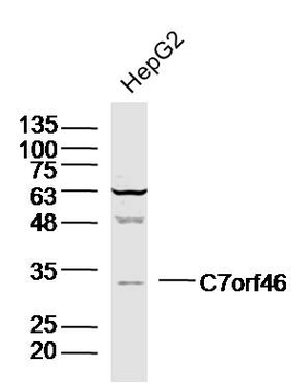 C7orf46 Rabbit Polyclonal Antibody