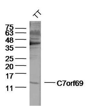 C7orf69 Rabbit Polyclonal Antibody