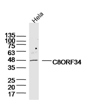 C8ORF34 Rabbit Polyclonal Antibody