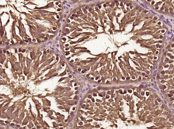 C8orf42 Rabbit Polyclonal Antibody