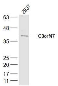 C8orf47 Rabbit Polyclonal Antibody