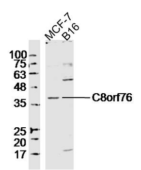 C8orf76 Rabbit Polyclonal Antibody