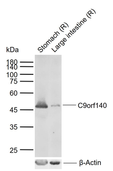 C9orf140 Rabbit Polyclonal Antibody