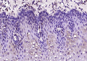 C9orf169 Rabbit Polyclonal Antibody