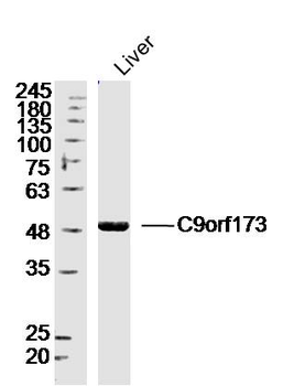 C9orf173 Rabbit Polyclonal Antibody