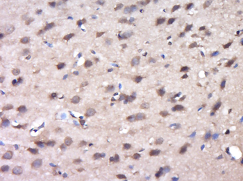C9orf41 Rabbit Polyclonal Antibody